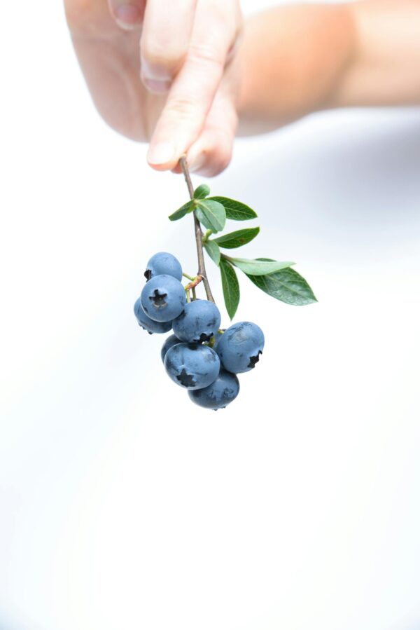 Close-up of hand holding fresh blueberries on branch against white background.